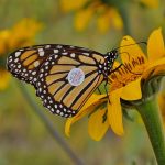SDU-085-2019.-Todo listo para el 7º Festival de la Mariposa Monarca (3)