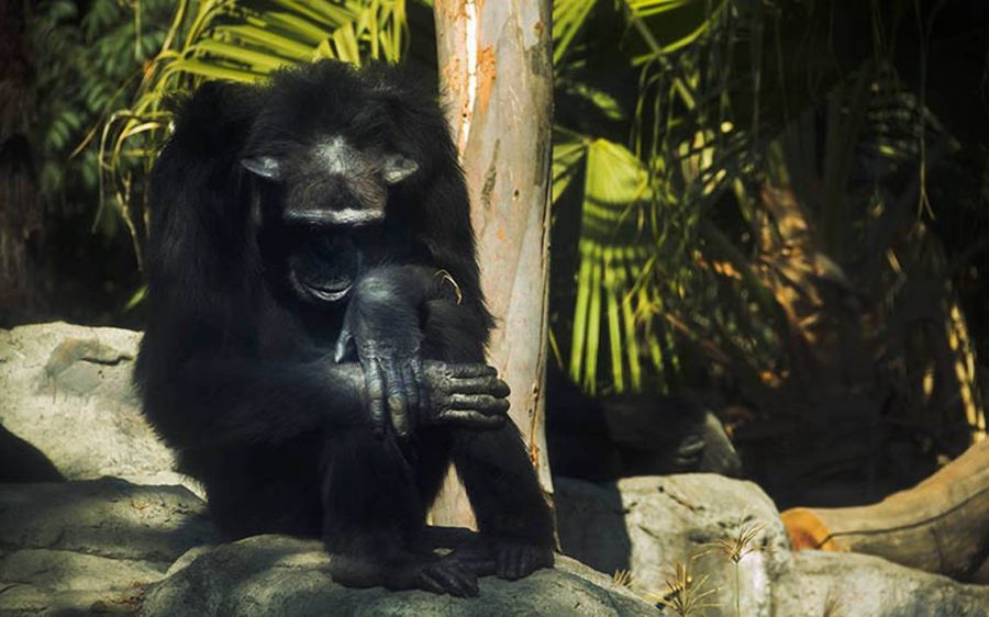 chimpance-tamba-zoo-aragon